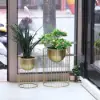 Picture of 400mm Modern Flower Stand Gold Plant Stand for Indoors Modern Flower Stand in Small