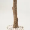 8 ft. Artificial Olive Tree with Planter and Decorative Pebbles