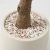 7ft Artificial Olive Tree with Planter and Decorative Pebbles