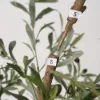 7ft Artificial Olive Tree with Planter and Decorative Pebbles