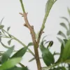 6 ft. Artificial Olive Tree with Planter and Decorative Pebbles