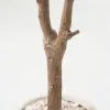 6 ft. Artificial Olive Tree with Planter and Decorative Pebbles